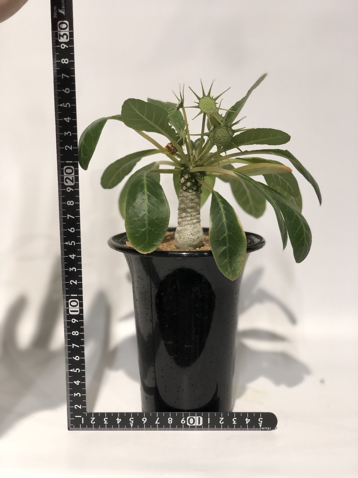 ドルステニア フォエチダ | GREEN LUCK