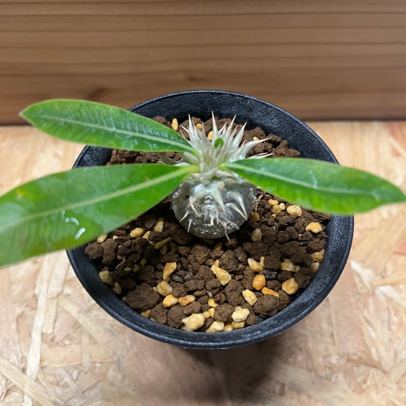 塊根植物　良形　エニグマティクム エニグマティクム 実生 A3326☆パキポディウム コーデックス