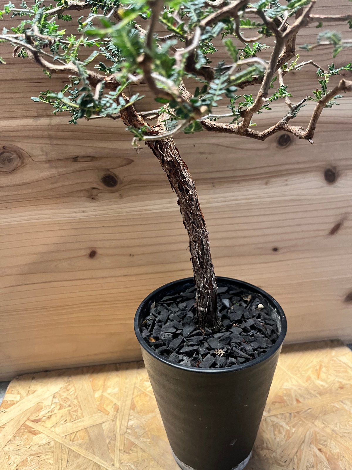 コミフォラ モンストローサ | GREEN LUCK