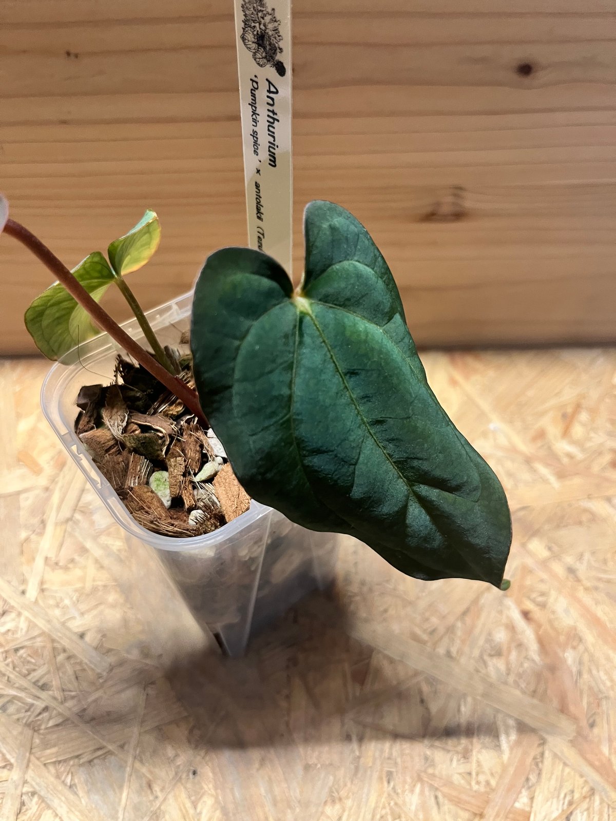 アンスリウム パンプキンスパイス×アントラキー（テズラ） | GREEN LUCK