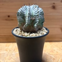 パキポディウム グラキリス ベアルート株 | GREEN LUCK