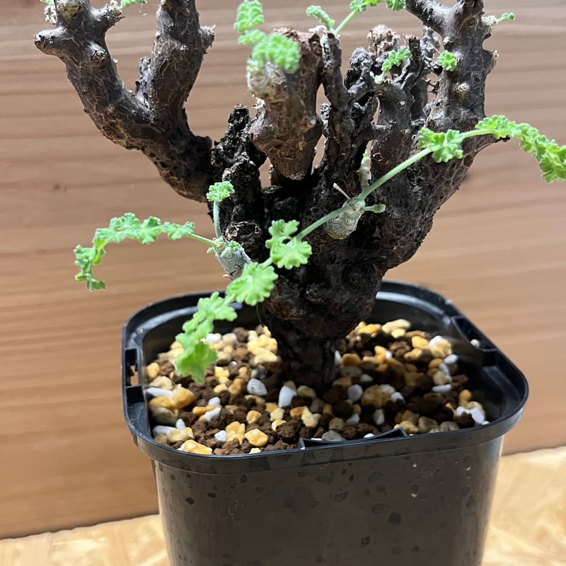 ペラルゴニウム アルテルナンス | GREEN LUCK