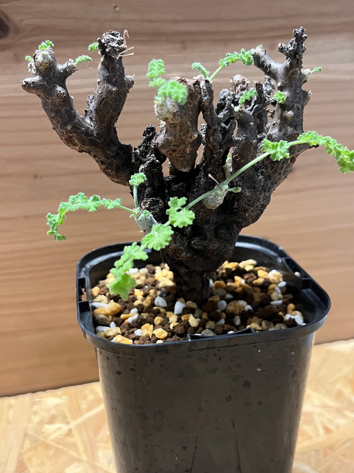 ペラルゴニウム アルテルナンス | GREEN LUCK