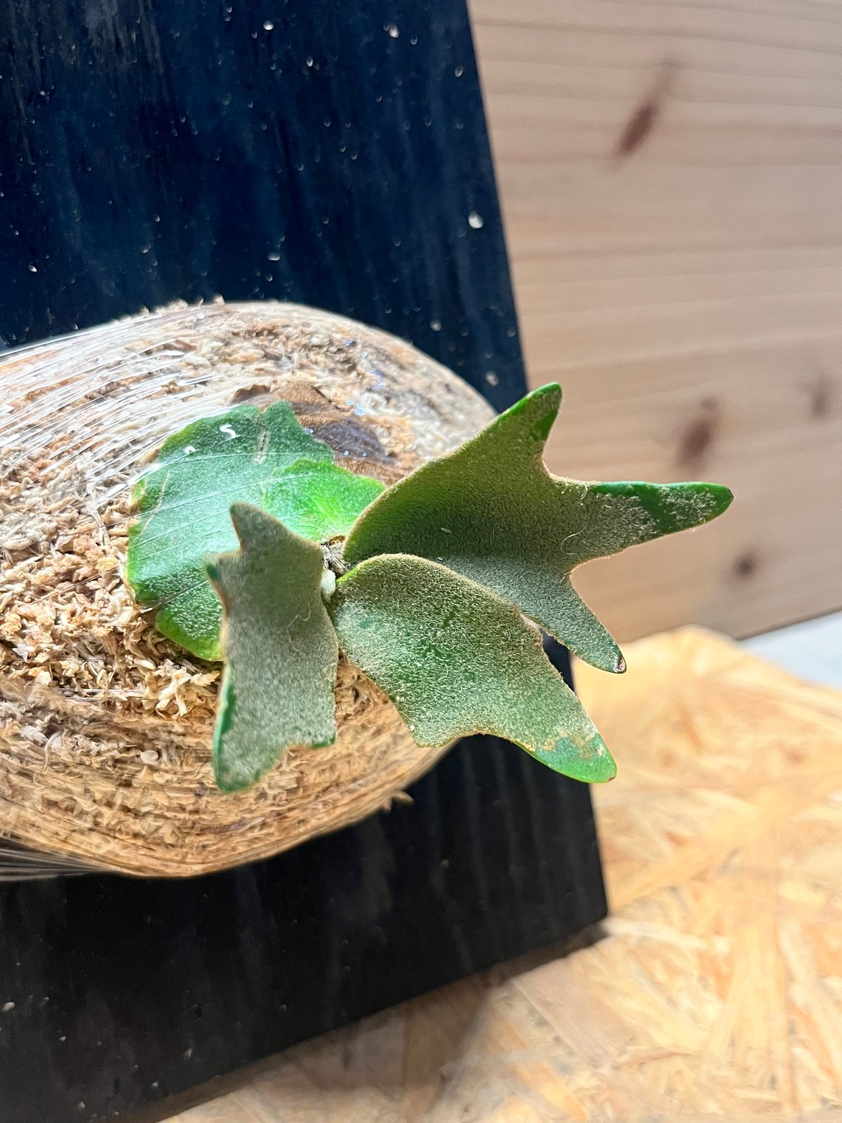 fit=scale-down,w=1200 fit=scale-down,w=1200