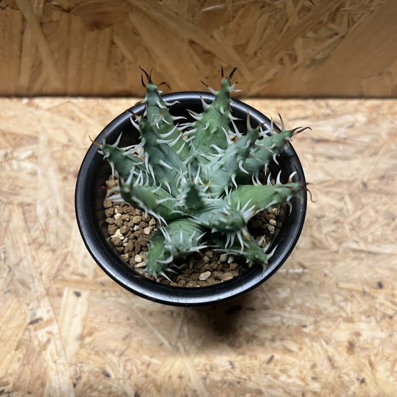 アロエ エリナケア | GREEN LUCK