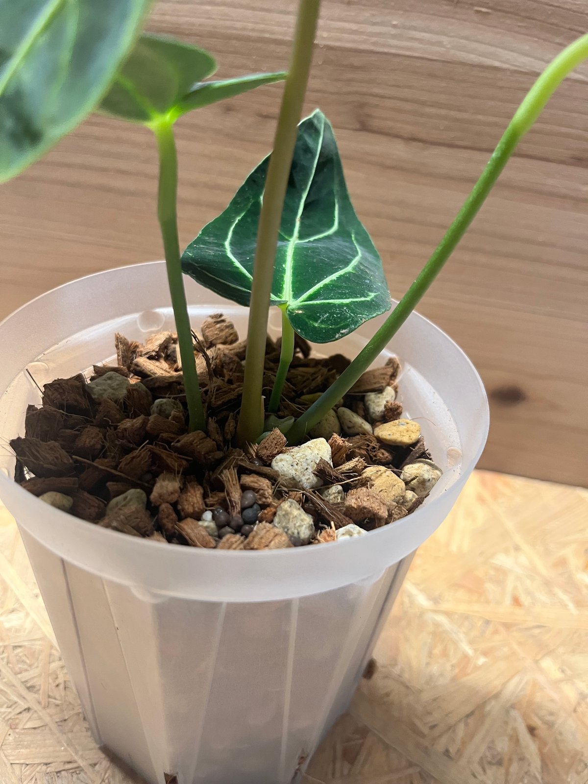 アンスリウム　ドレスレリ　ダーク アンスリウム レガレ ダークフォーム | GREEN LUCK