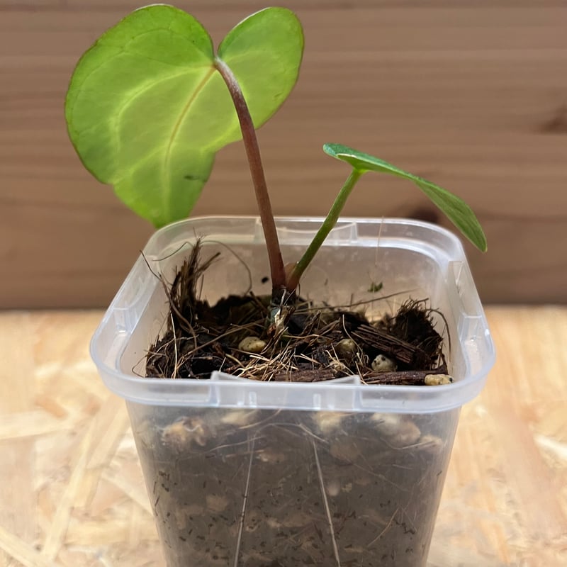 アンスリウム カーラブラッキー RA#5×RA#10 | GREEN LUCK