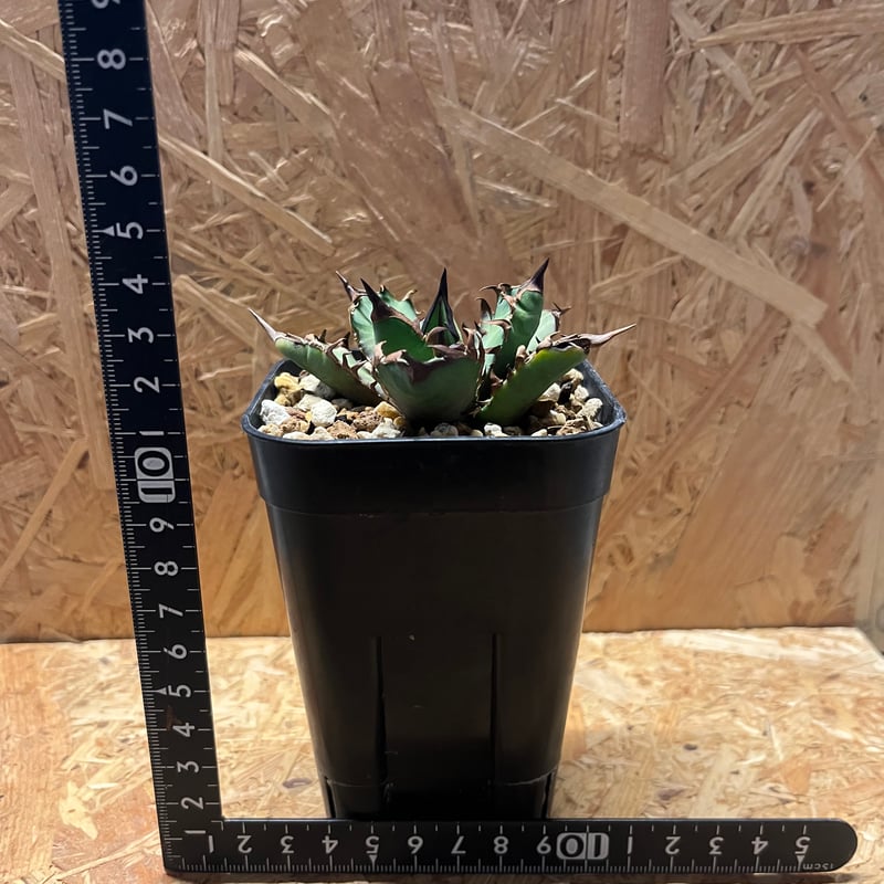 アガベ オテロイ レッドベノム | GREEN LUCK