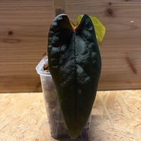 アンスリウム カリブレイリー（クラビゲナム） | GREEN LUCK