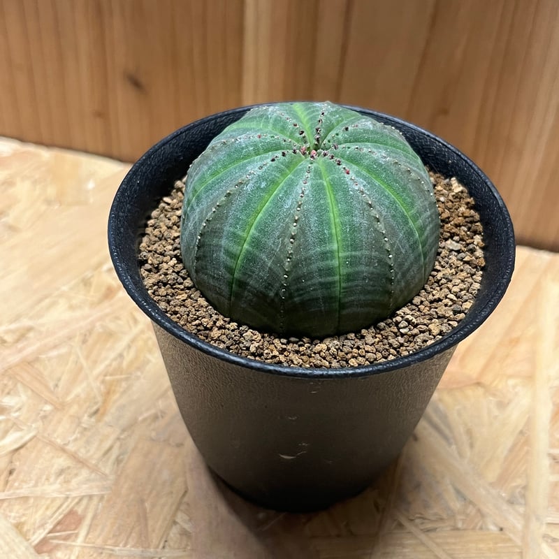 ユーフォルビア オベサ 園芸ネット本店｜ユーフォルビア：オベサ 陶器