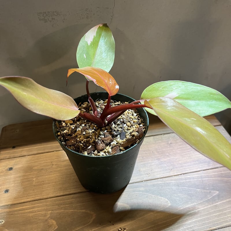 104 フィロデンドロン パーシモンプリンセス 美株 104