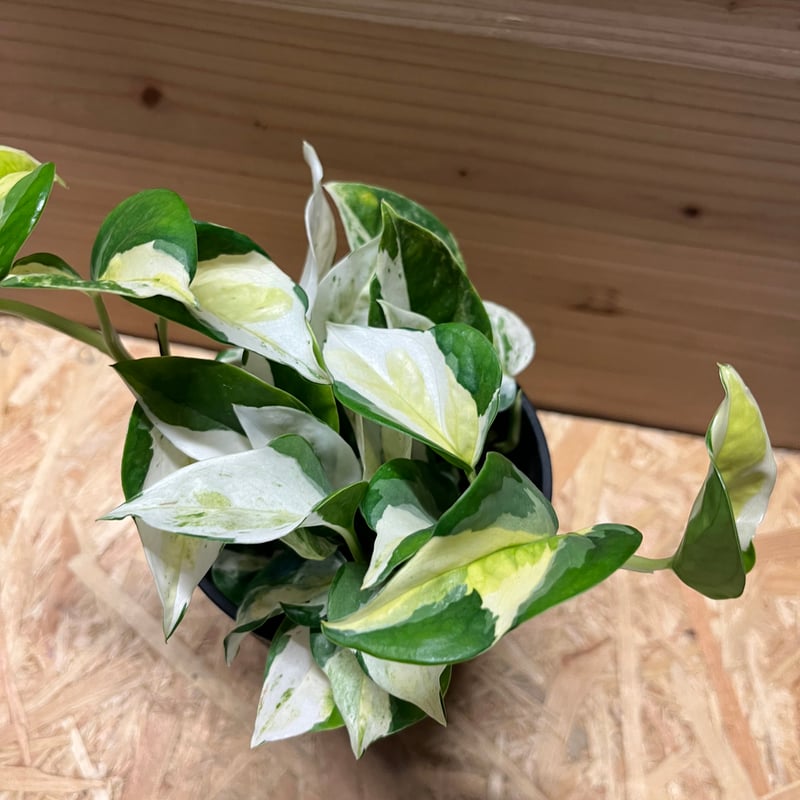 ポトス グローバル | GREEN LUCK