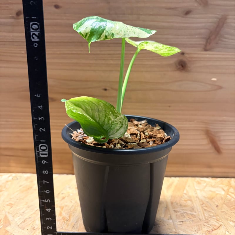 モンステラ デリシオーサ 'サイアムミント' | GREEN LUCK