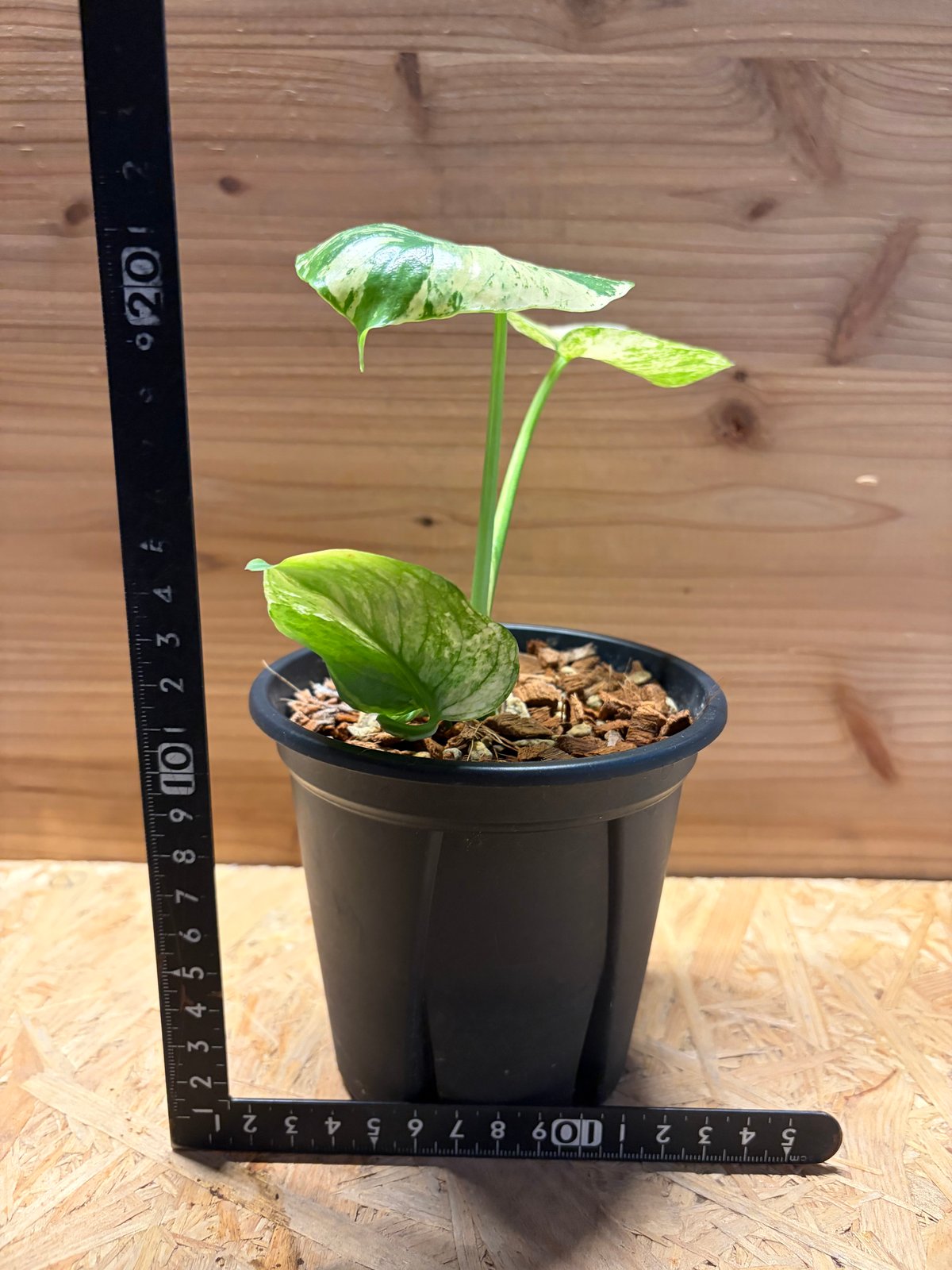 格安 極上 モンステラ サイアムミント モンステラ デリシオーサ