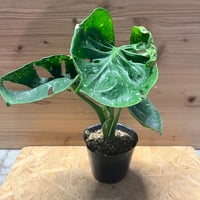 ネオレゲリア　ノスフェラトゥ ネオレゲリア ノスフェラトゥ | GREEN LUCK