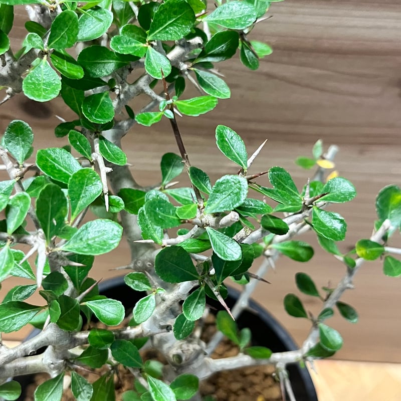 コミフォラ シンプリキフォリア | GREEN LUCK