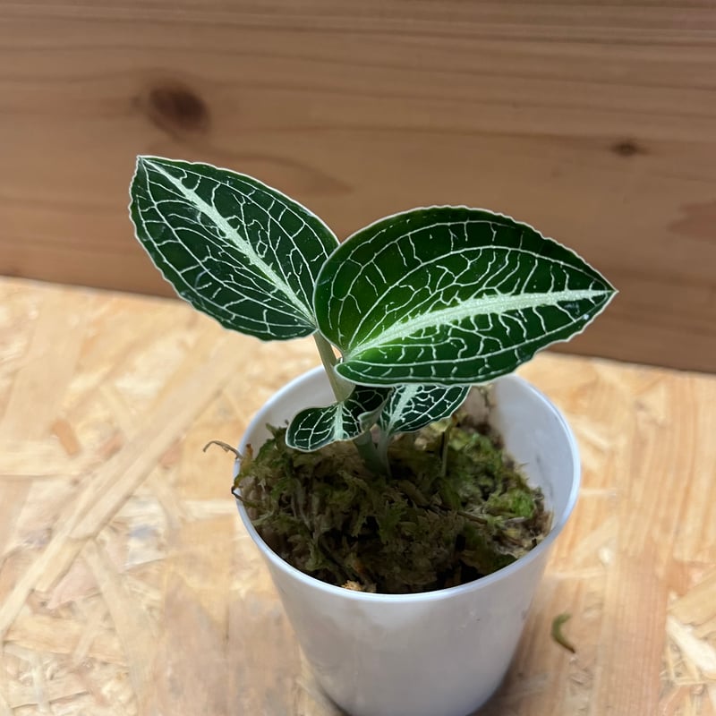 アネクトキルス ロクスバーギー | GREEN LUCK