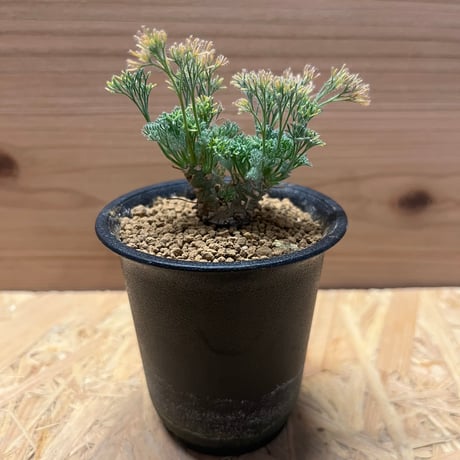 モンソニアペニクリナム | STORES