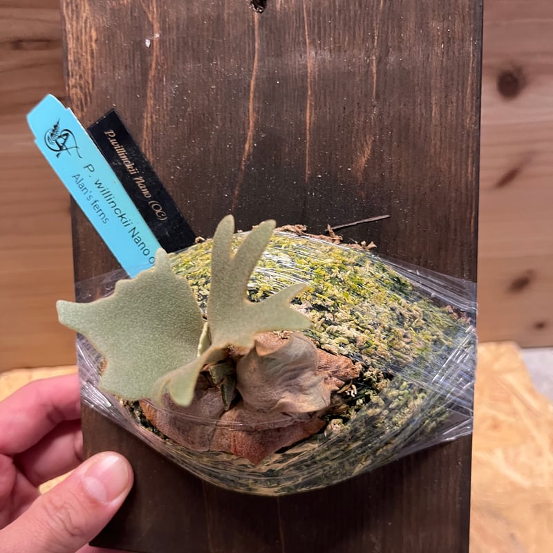 ビカクシダ ウィリンキー ナノ | GREEN LUCK