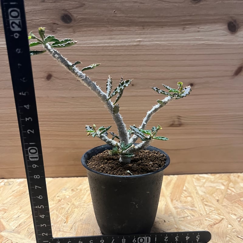 ユーフォルビア カプサインテマリエンシス | GREEN LUCK