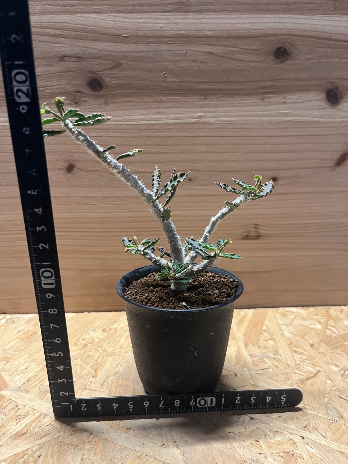 ユーフォルビア カプサインテマリエンシス | GREEN LUCK