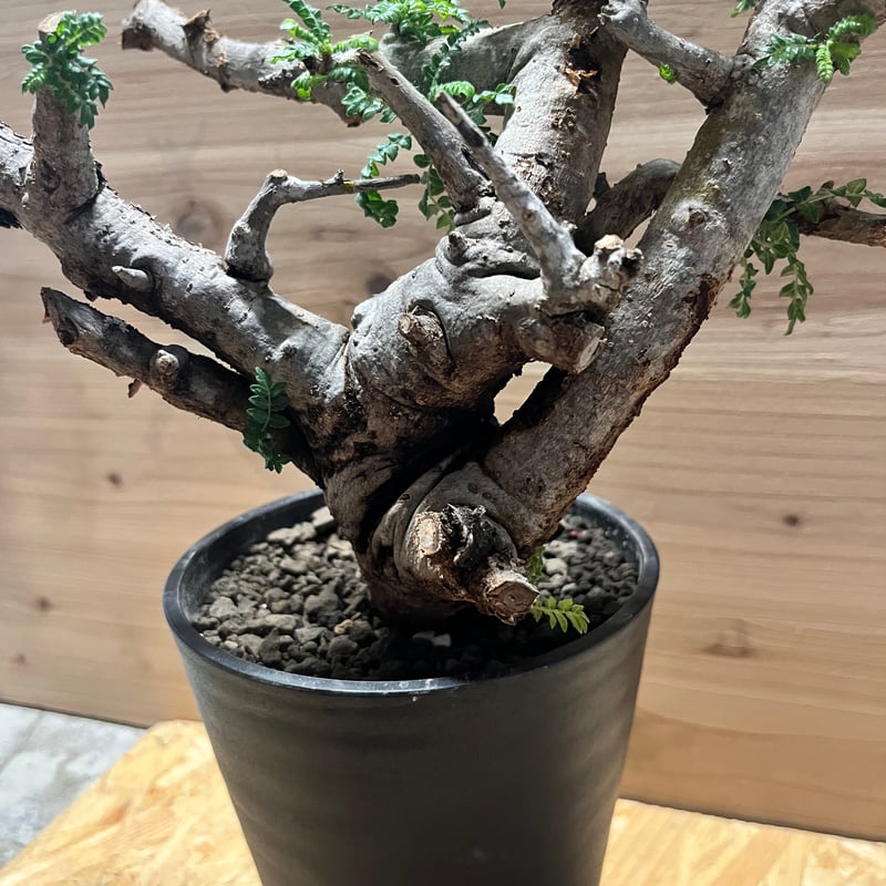 ボスウェリア ネグレクタ | GREEN LUCK