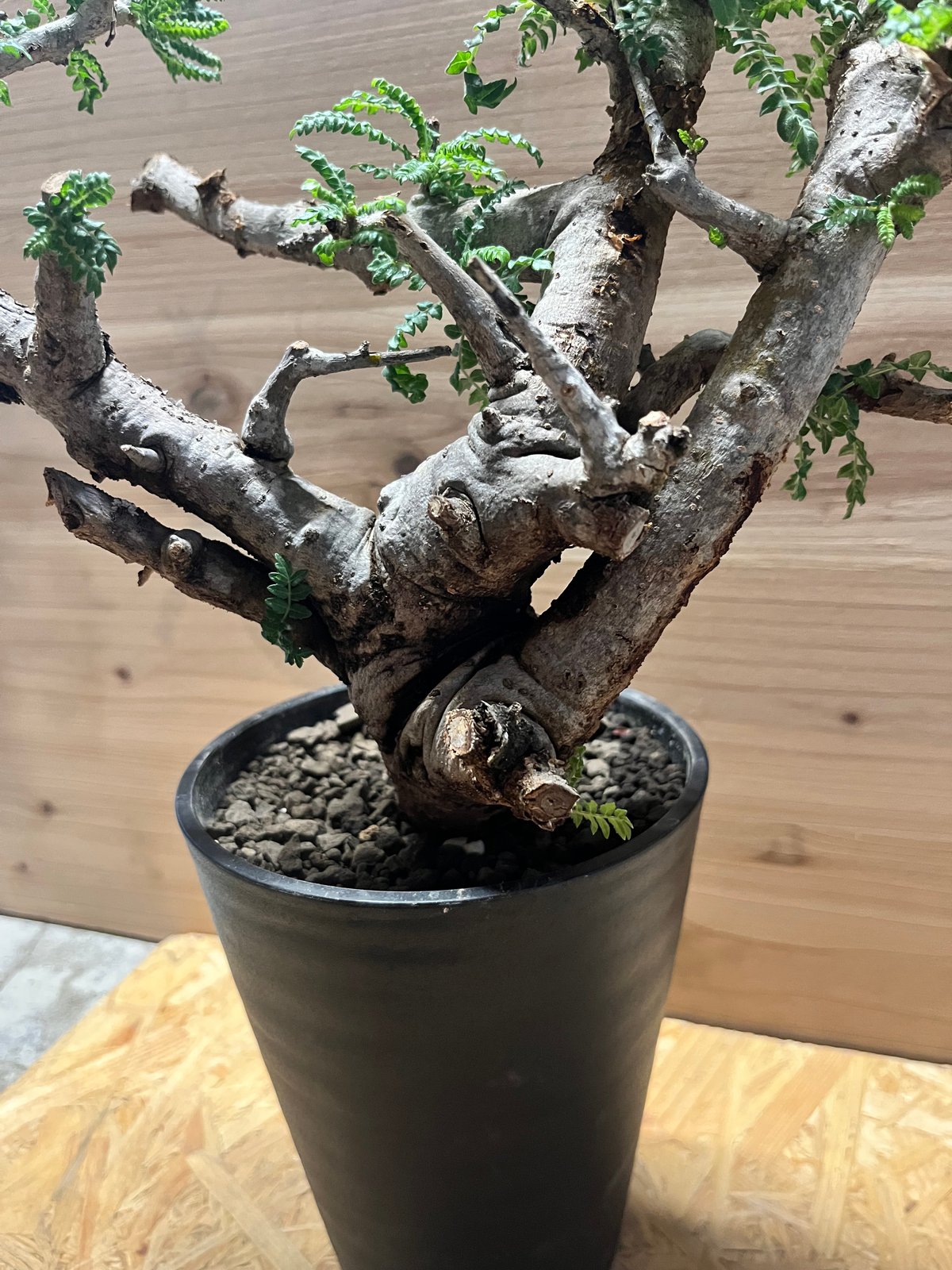 ボスウェリアネグレクタ ボスウェリア ネグレクタ | GREEN LUCK