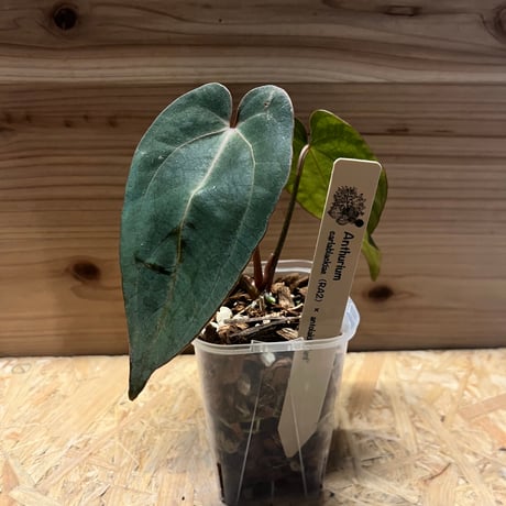 アンスリウム | STORES