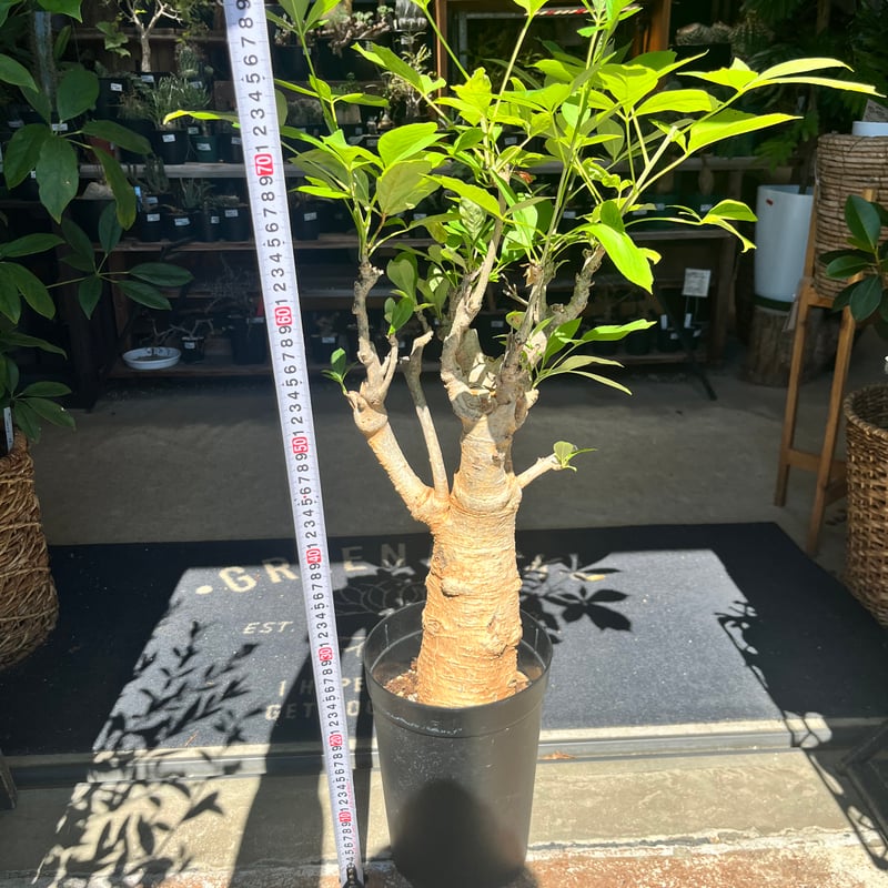 バオバブ ディギタータ | GREEN LUCK