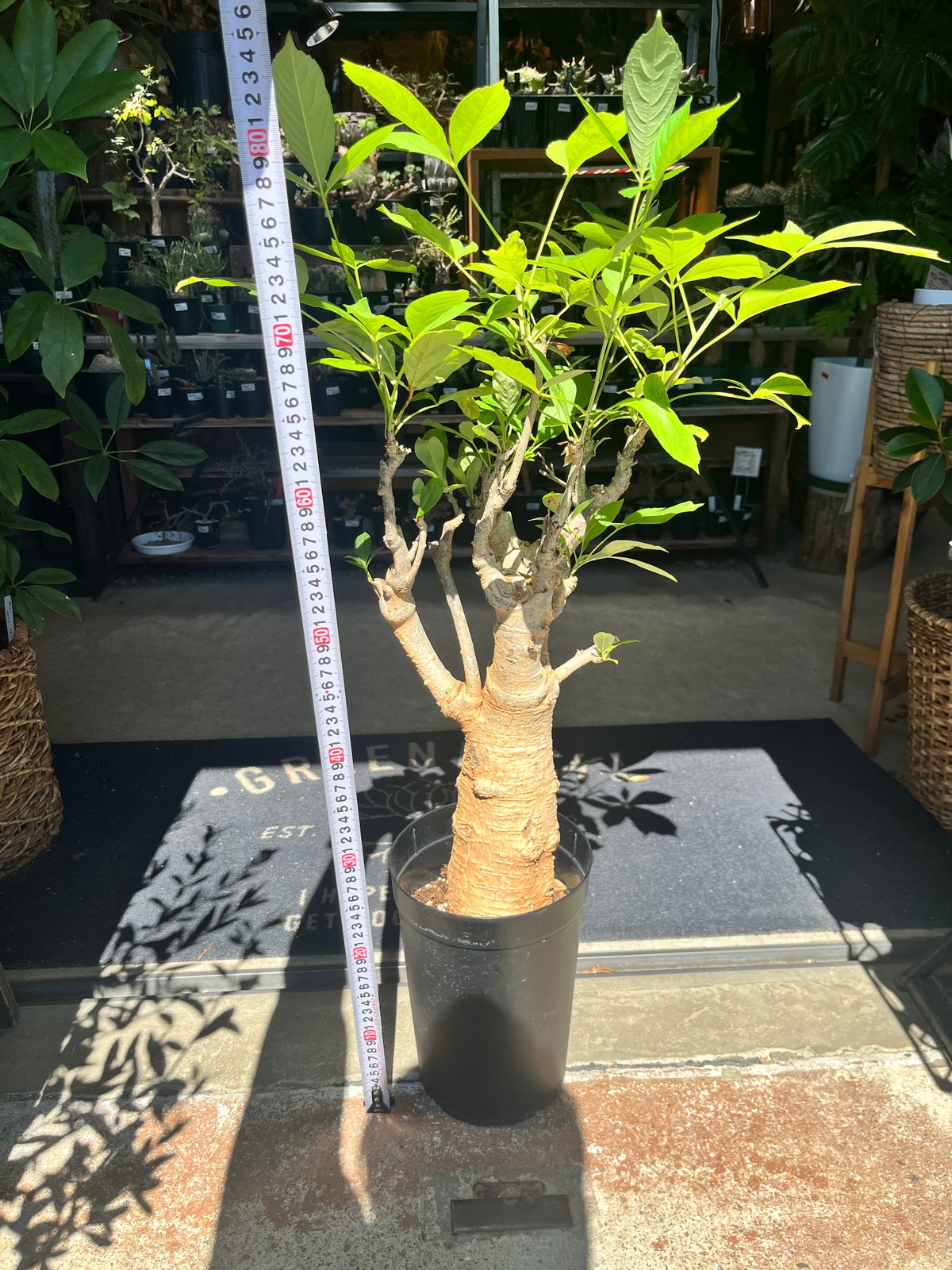 バオバブ ディギタータ | GREEN LUCK