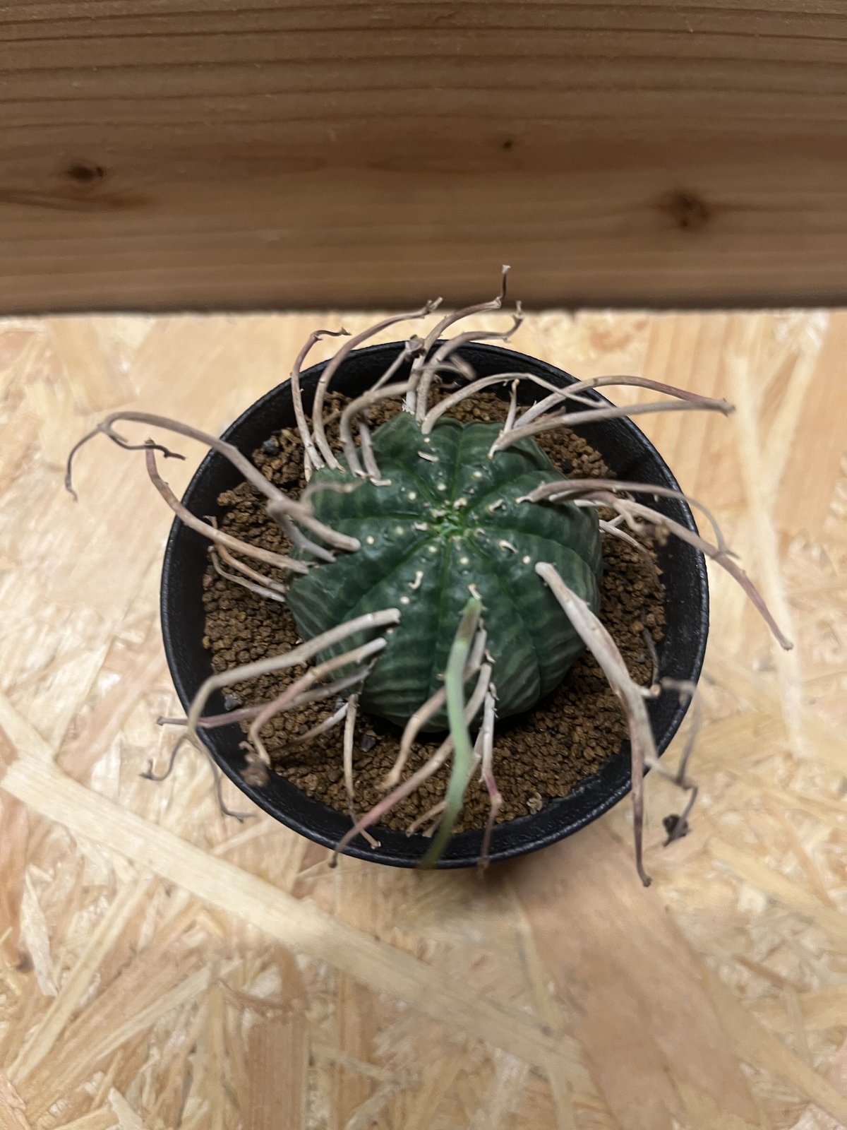 ユーフォルビア バリダ | GREEN LUCK