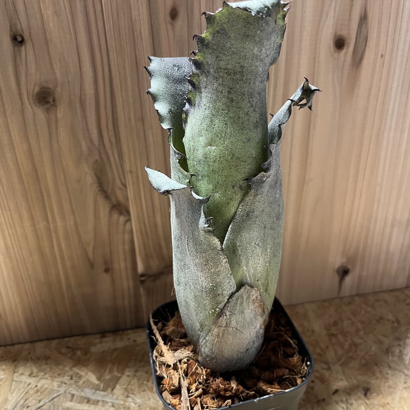 ホヘンベルギア サンドラズマウンテン | GREEN LUCK