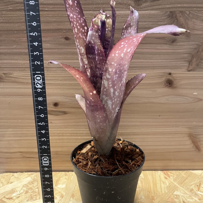 ビルベルギア クムフラ | GREEN LUCK