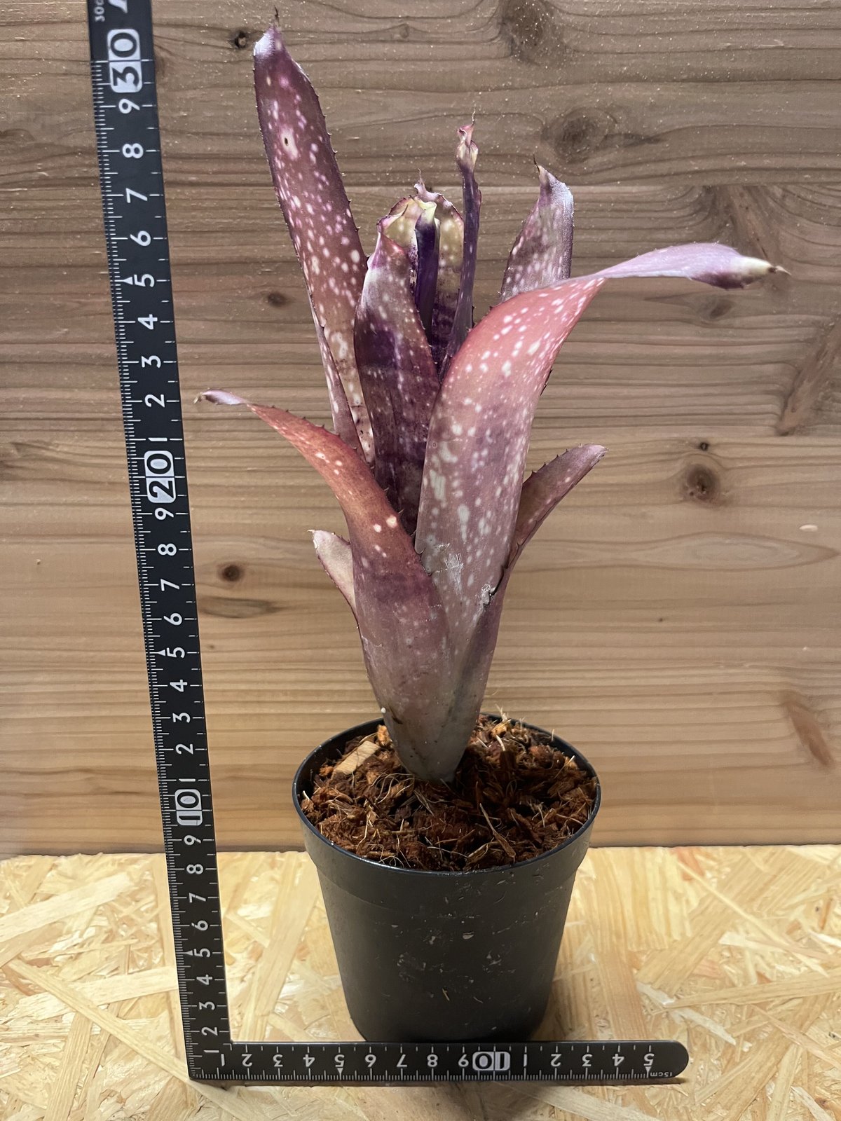 ビルベルギア クムフラ | GREEN LUCK