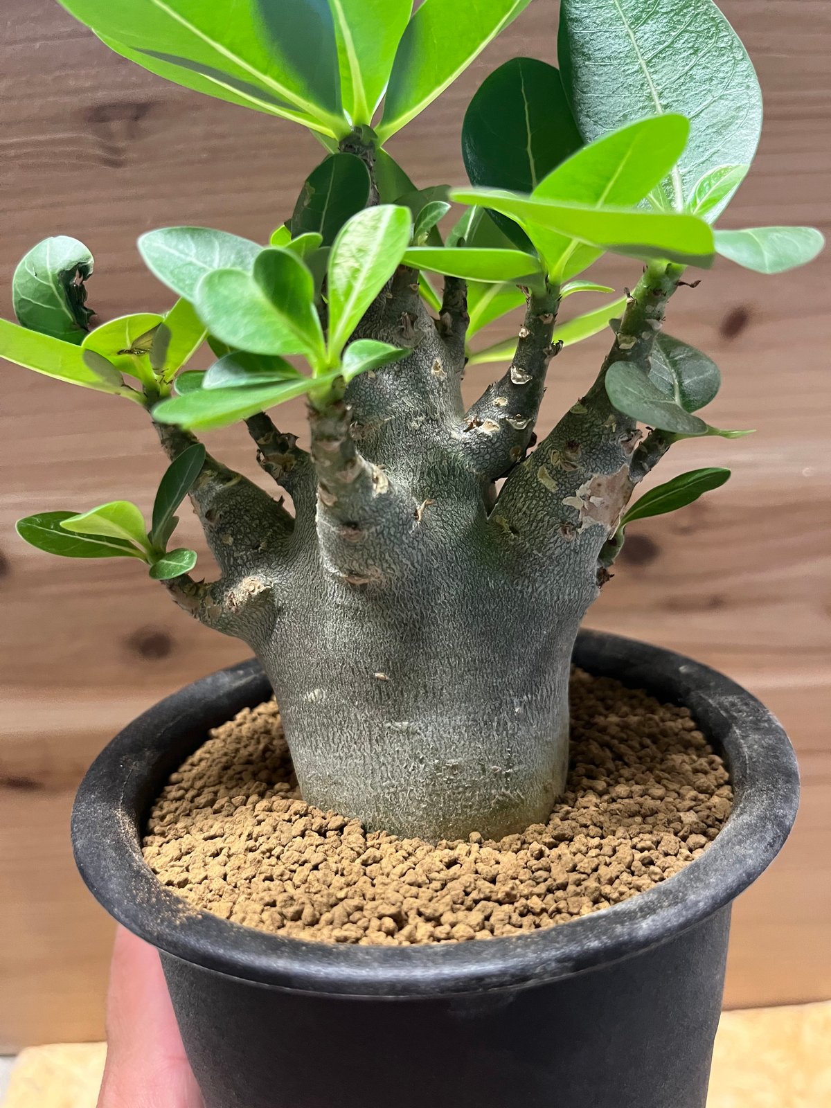 アデニウム アラビカム ブラックスキン | GREEN LUCK