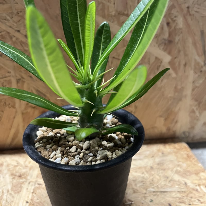 パキポディウム アンボンゲンセ | GREEN LUCK