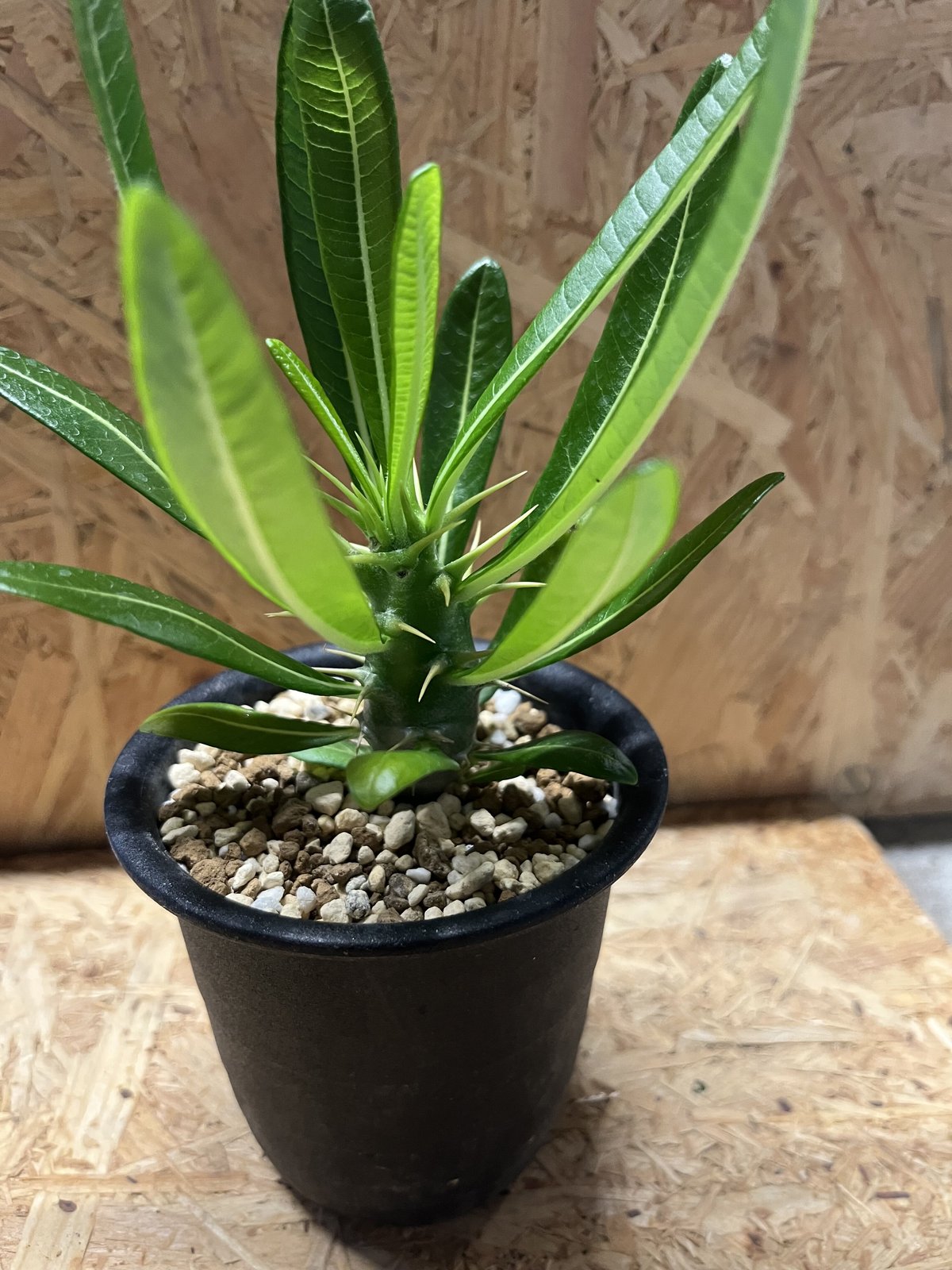 希少 パキポディウム アンボンゲンセ 観葉植物 パキポディウム アンボンゲンセ | GREEN LUCK