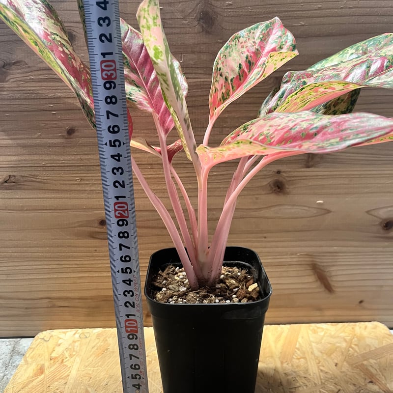 アグラオネマ 20カラット | GREEN LUCK