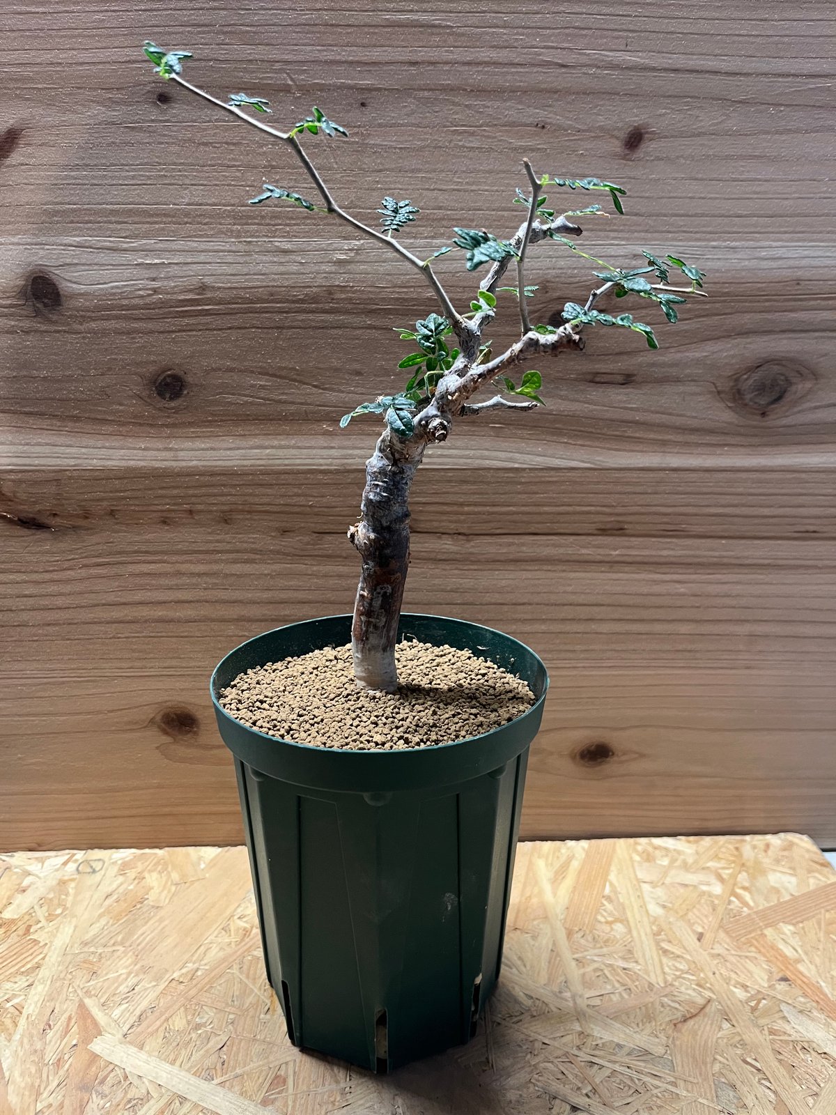 コミフォラ　ボラネンシス　現地球　　カタフ　モンストローサ コミフォラ モンストローサ /Commiphora monstrosa 発根済 (幹幅