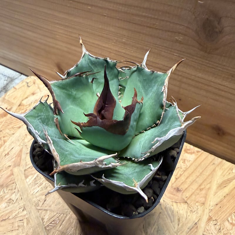 アガベ オテロイ オアハカ実生 | GREEN LUCK