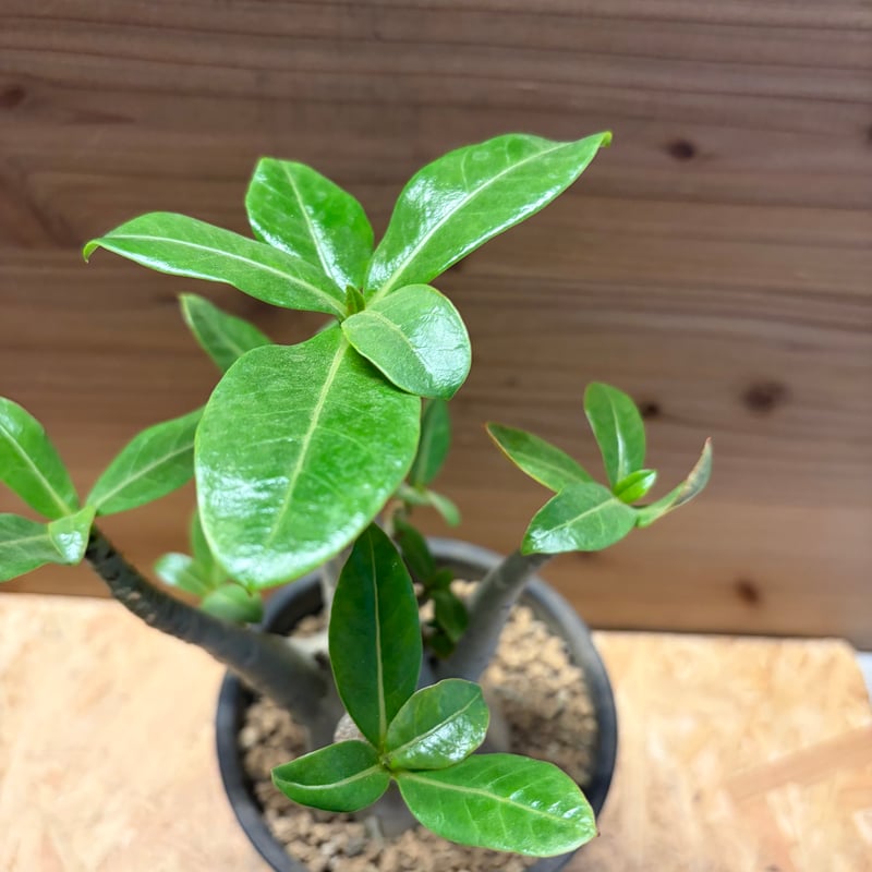 【発根済み】アデニウム タイソコトラナム(超優良株) アデニウム タイソコトラナム | GREEN LUCK