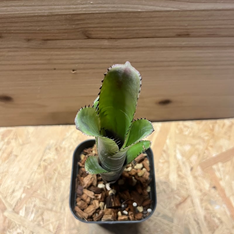 ビルベルギア コーラン マーブル シャーク | GREEN LUCK