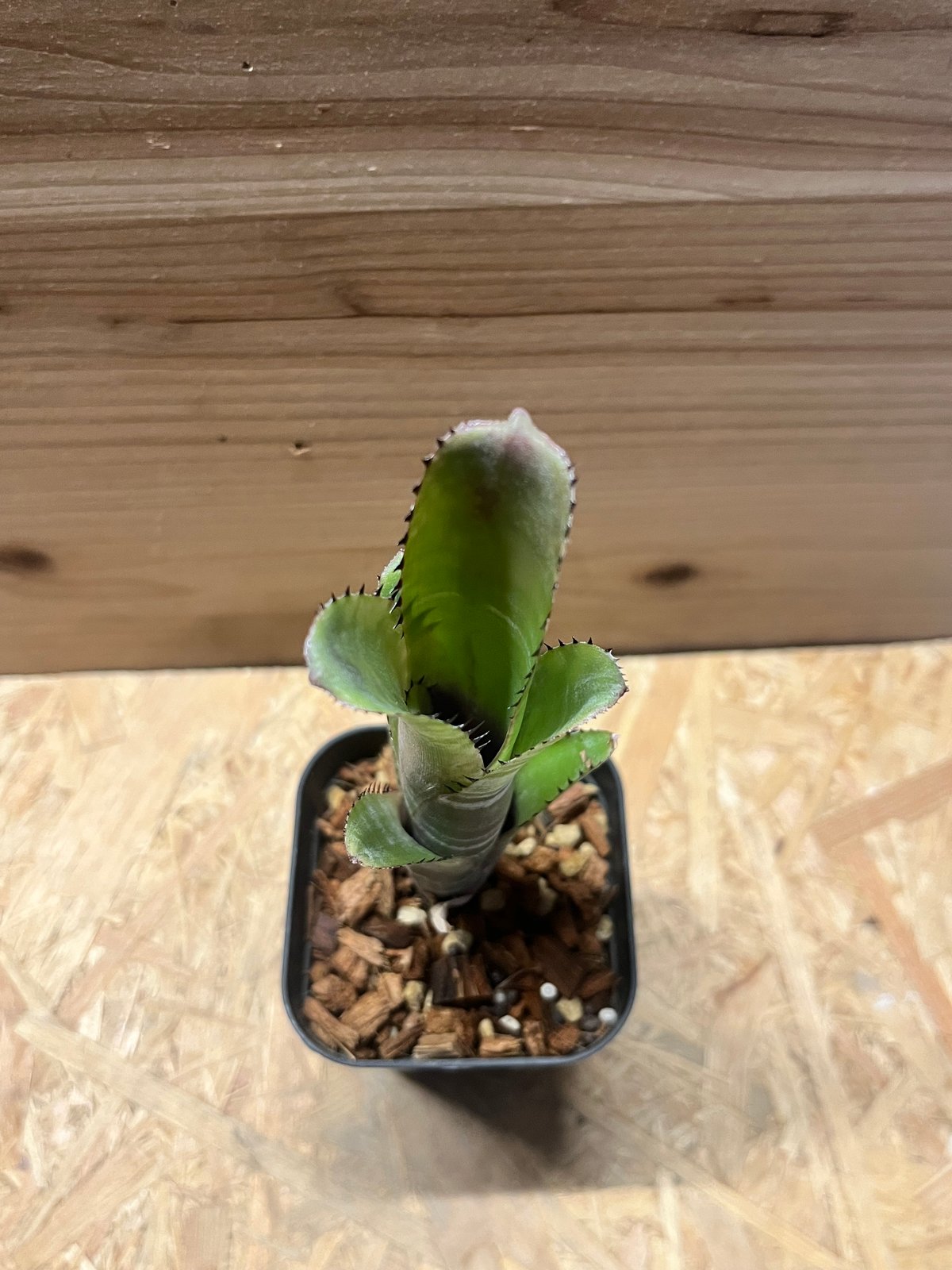 ビルベルギア コーラン マーブル シャーク | GREEN LUCK