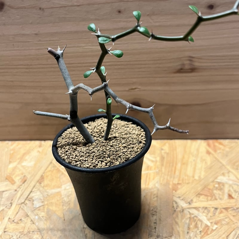 デカリア マダガスカリエンシス ジグザグの木 | GREEN LUCK