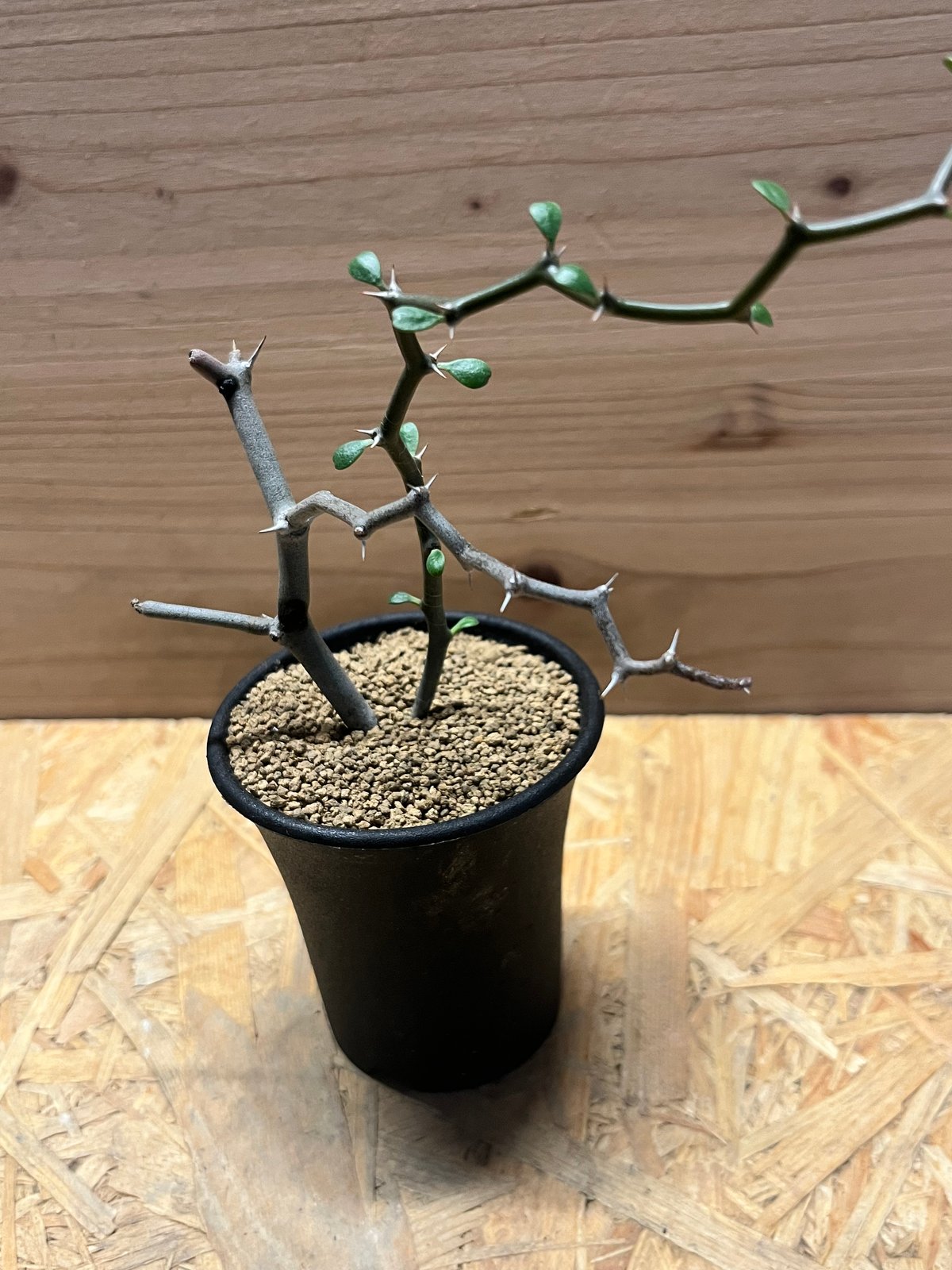 デカリア・マダガスカリエンシス　ジグザグの木　多肉植物 ジグザクの木♡ デカリア マダガスカリエンシス♡多肉植物 リース パリ