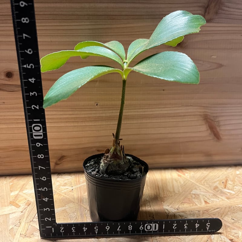 ザミア フルフラセア | GREEN LUCK