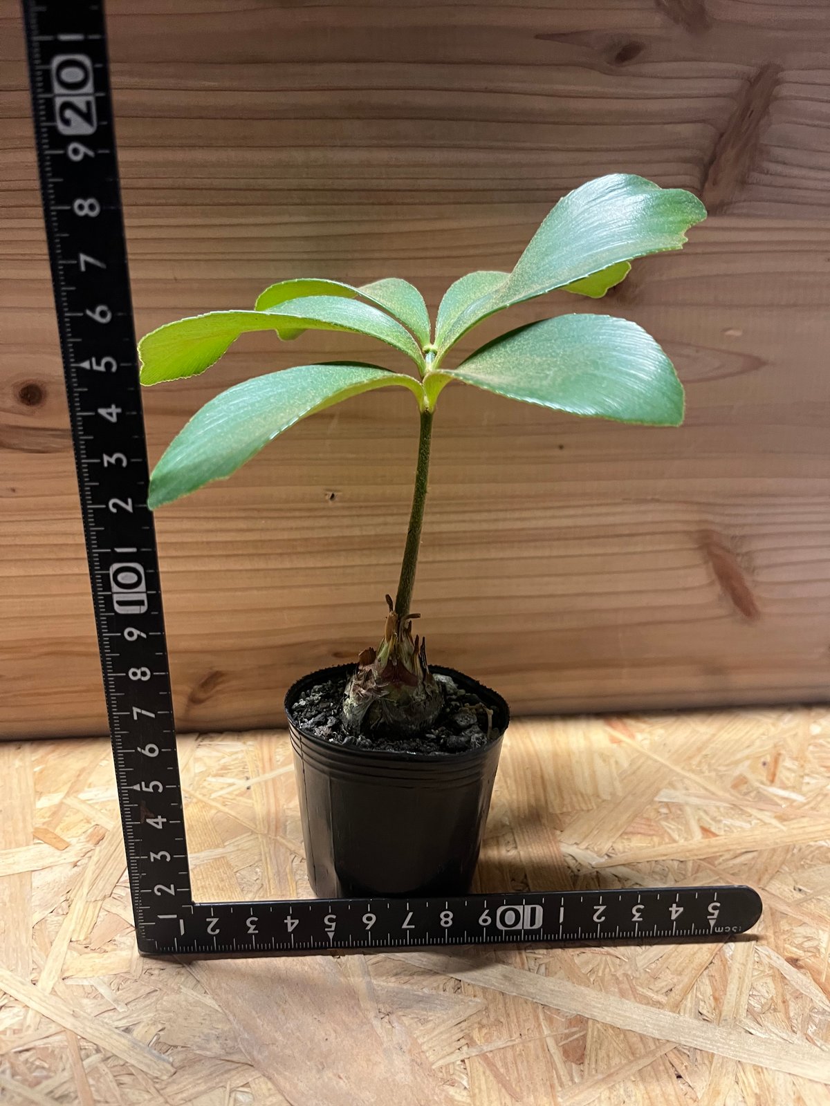 アラビア　8点まとめ出品 ザミア フルフラセア | GREEN LUCK