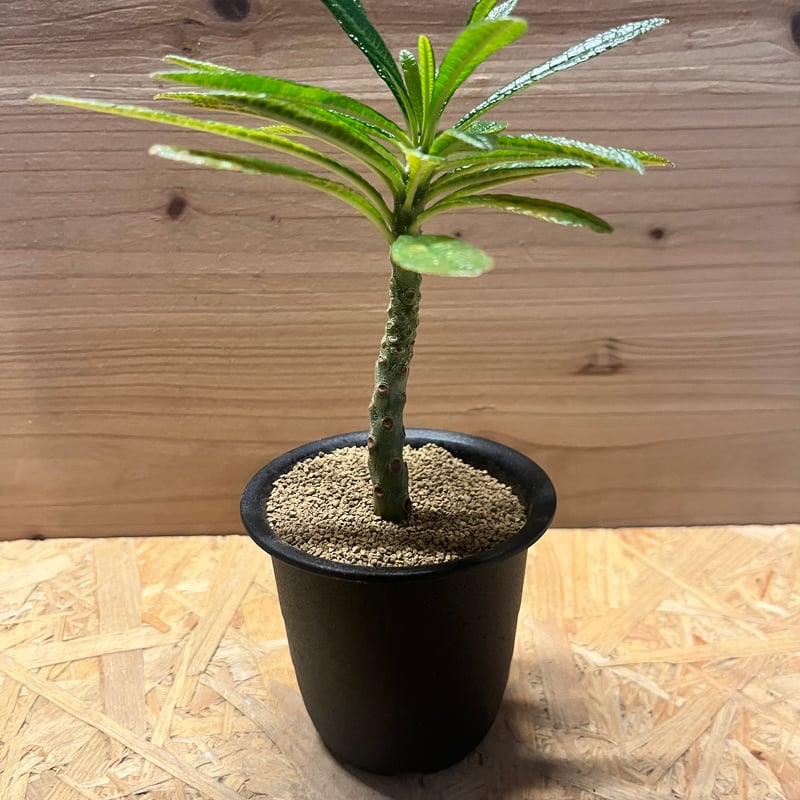 ドルステニア ギガス | GREEN LUCK