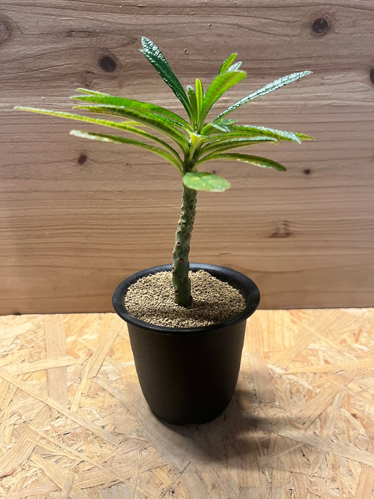 ドルステニア ギガス ドルステニア ギガス | GREEN LUCK