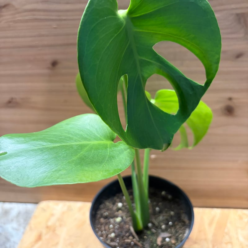 モンステラ デリシオーサ 実生変異 | GREEN LUCK